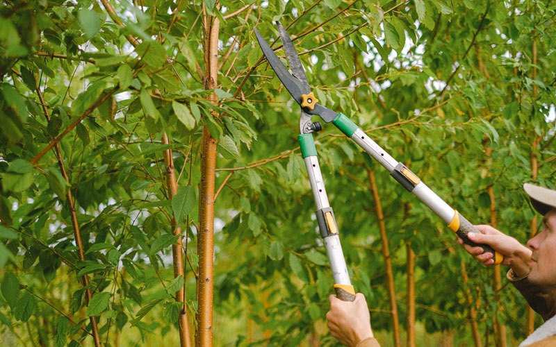 Tree trimming in Morton, WA